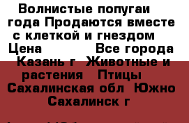 Волнистые попугаи, 2 года.Продаются вместе с клеткой и гнездом. › Цена ­ 2 800 - Все города, Казань г. Животные и растения » Птицы   . Сахалинская обл.,Южно-Сахалинск г.